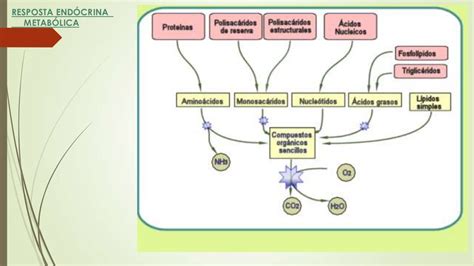 Resposta Endócrino Metabólica ao Trauma (REMIT) .